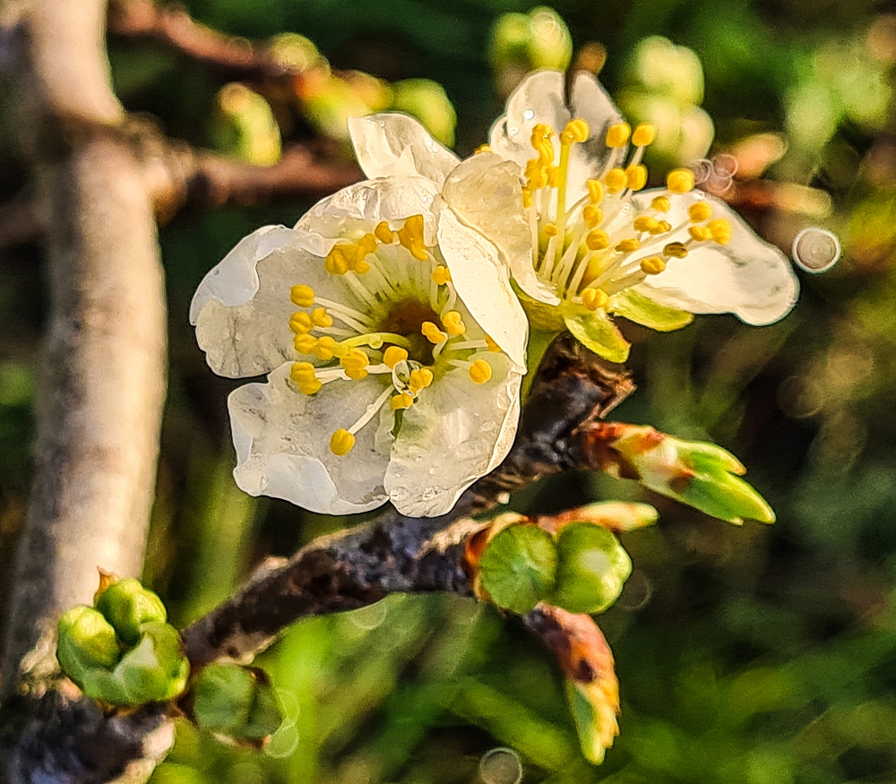 Plum flowers are usually white. The stamens have a white filament (stem) and yellow anthers.