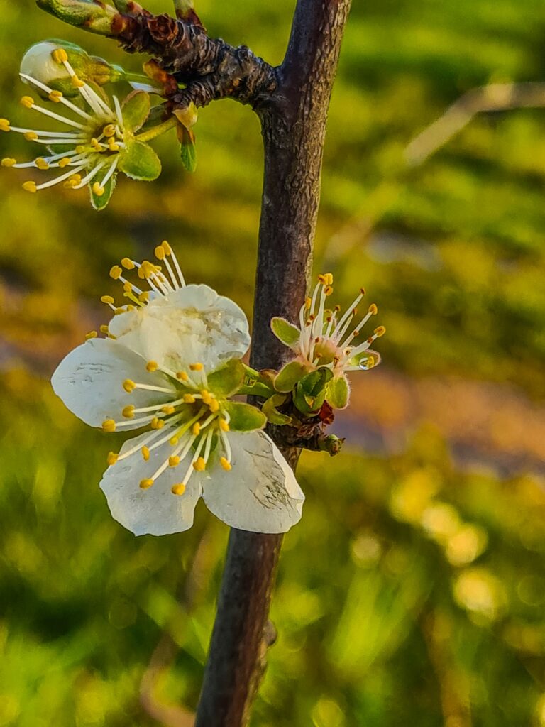 A plum flower in the rain, after full bloom at shuckfall, when the petals start falling off