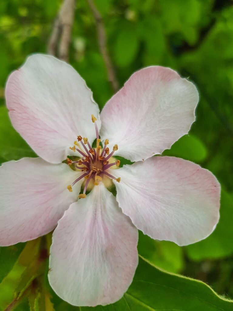 Beautiful pink quince flowers