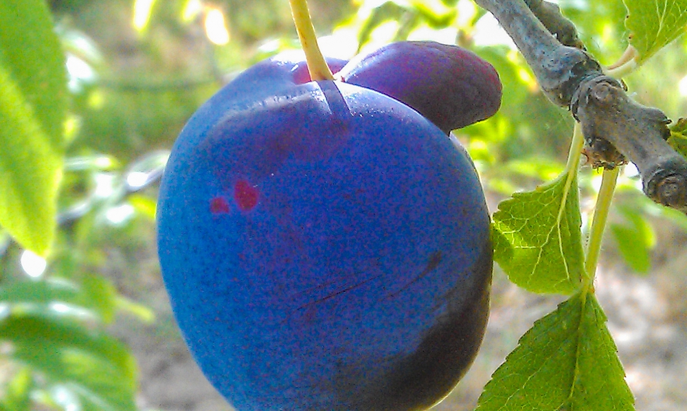 A rude Angelina plum