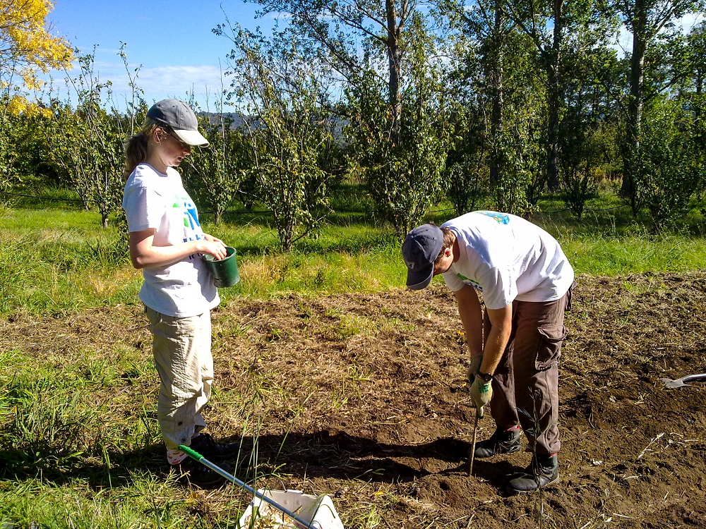 Ciara and Colin planting garlic