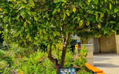 What should you grow under your fruit tree?