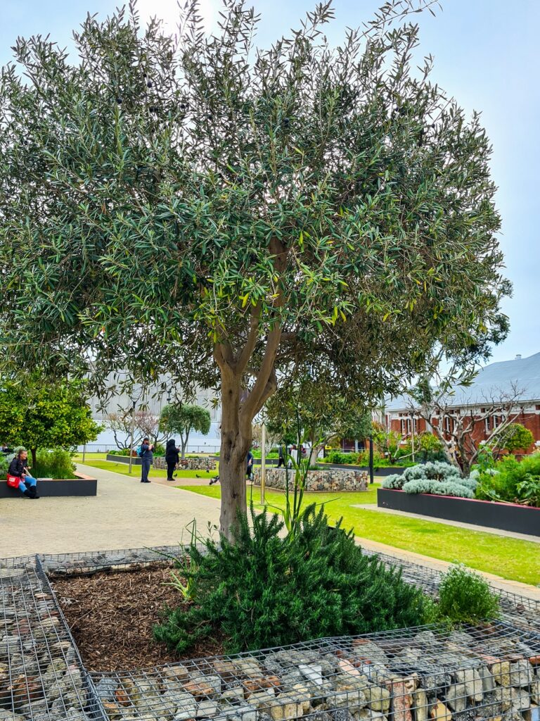 Bed 1 is one of the smallest in the Perth Cultural Centre community garden 