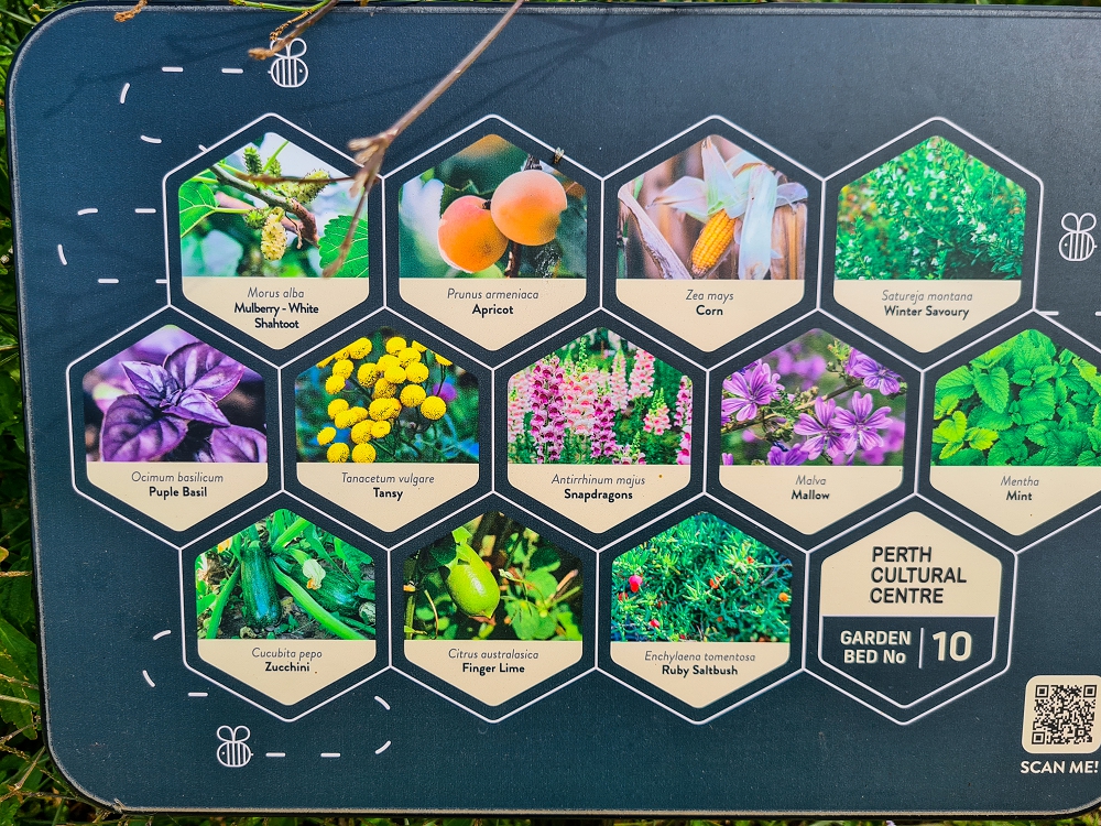 Bed 10 has a diverse mix of native, edible, and flowering plants that will grow under your fruit trees