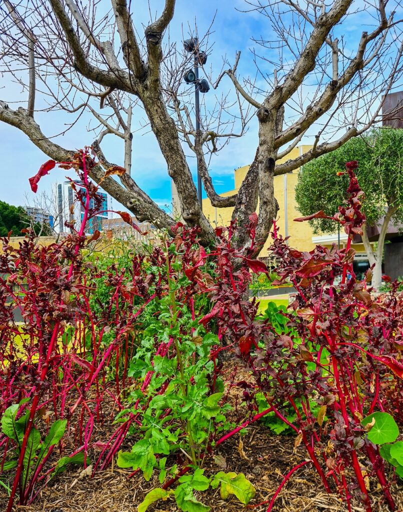Amaranth and other red plants make a stunning display under the nectarine tree in Bed 6