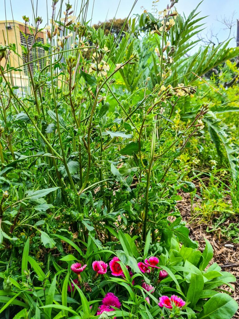 Beautiful pink echinacea flowers under the nectarine tree in bed 9