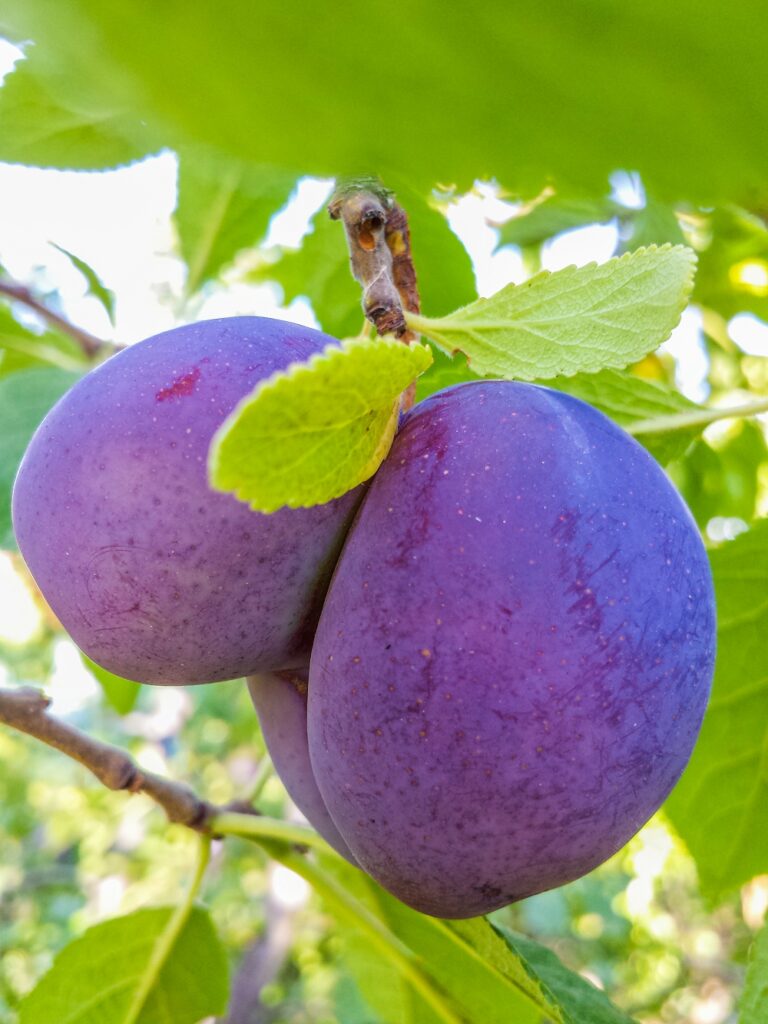 Conjoined Angelina plums where one plum is much bigger than the other