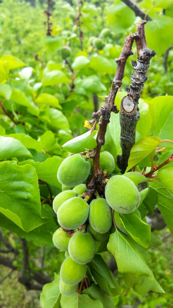 A lateral that has broken because the fruit wasn't thinned