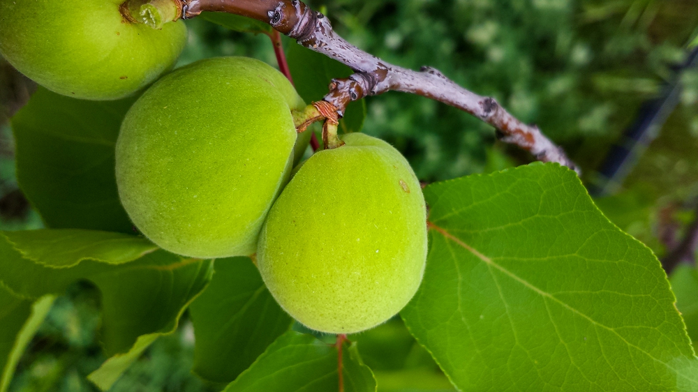 Conjoined apricots with a single stem