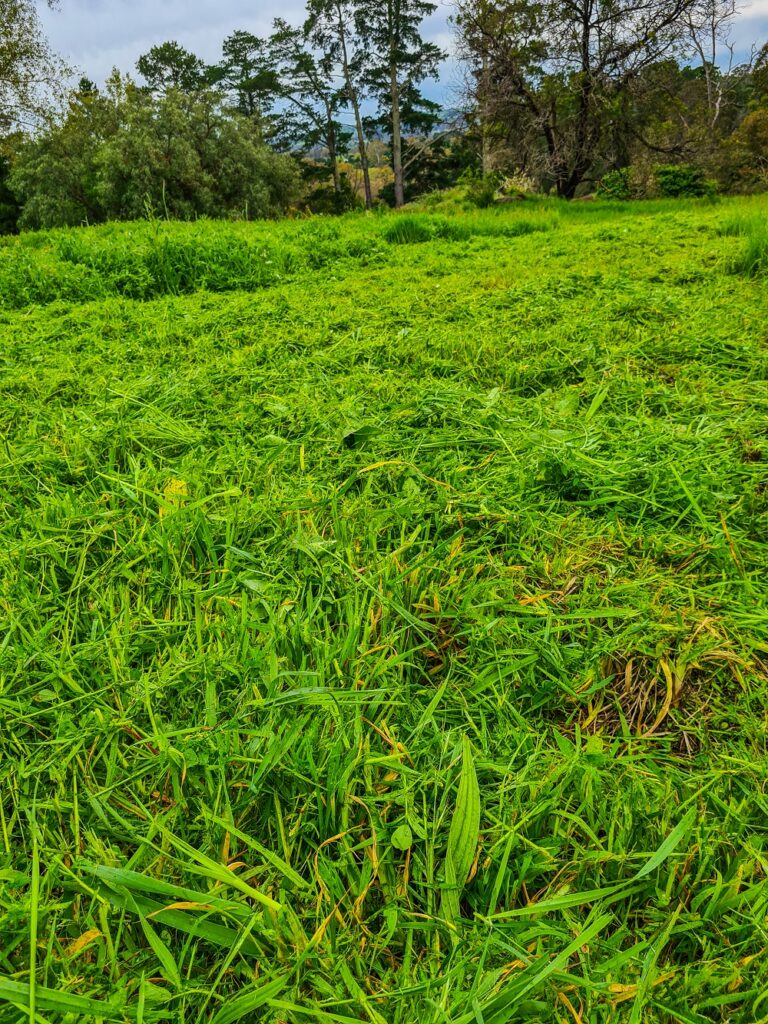 A successful green manure crop that has been slashed to encourage regrowth