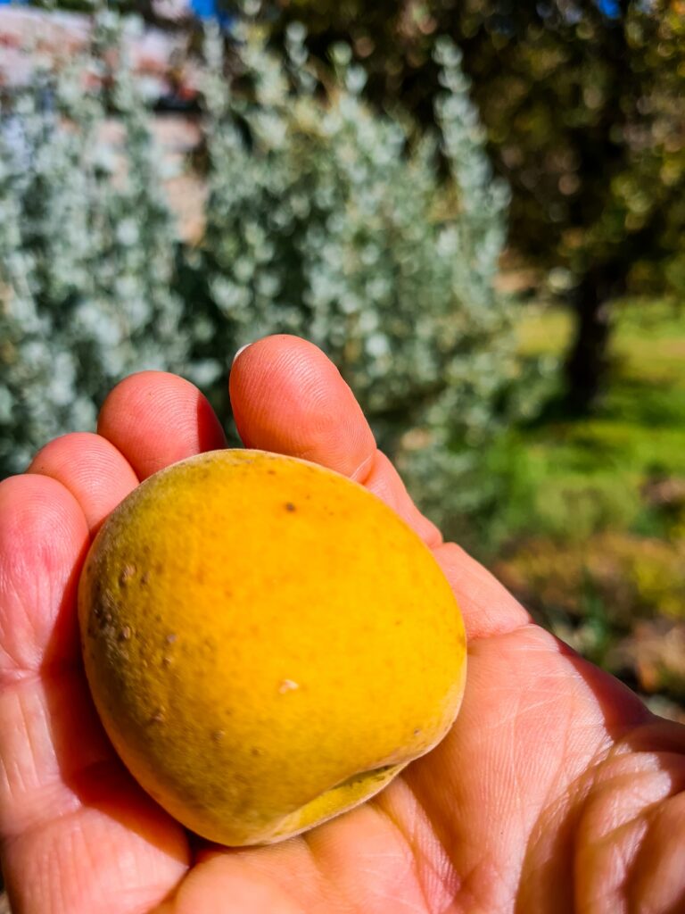 A tree-ripened Hunter apricot