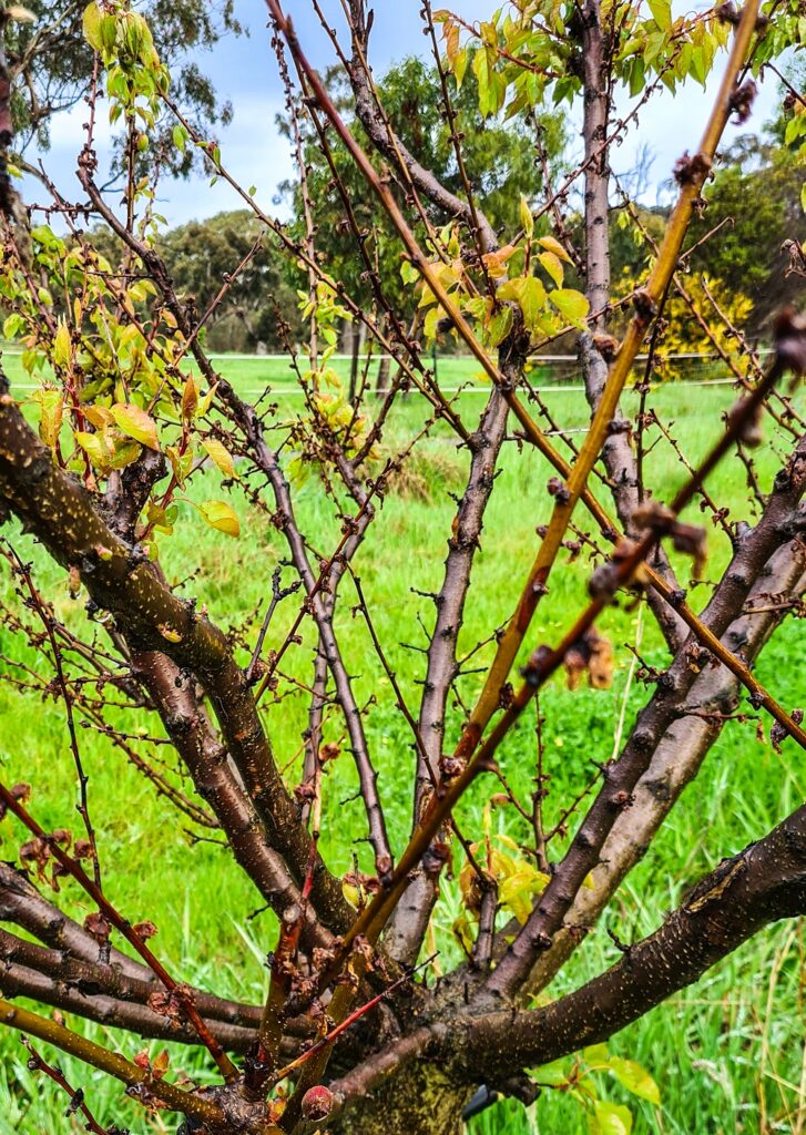 Katy Apricot Tree