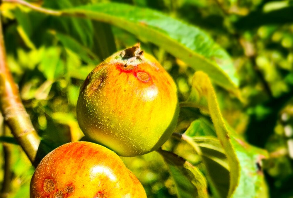 How to avoid depressing mistakes with your fruit trees