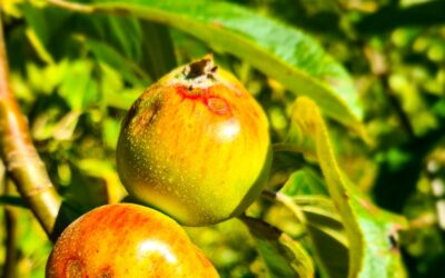 How to avoid depressing mistakes with your fruit trees