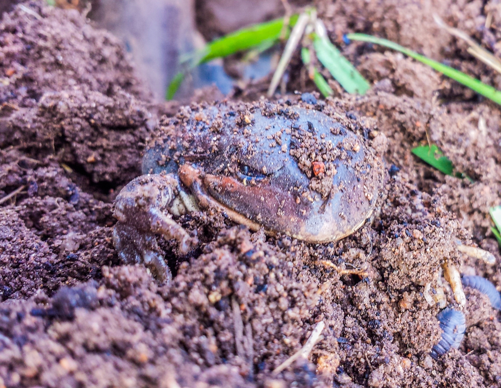 A toad enjoying our healthy soil
