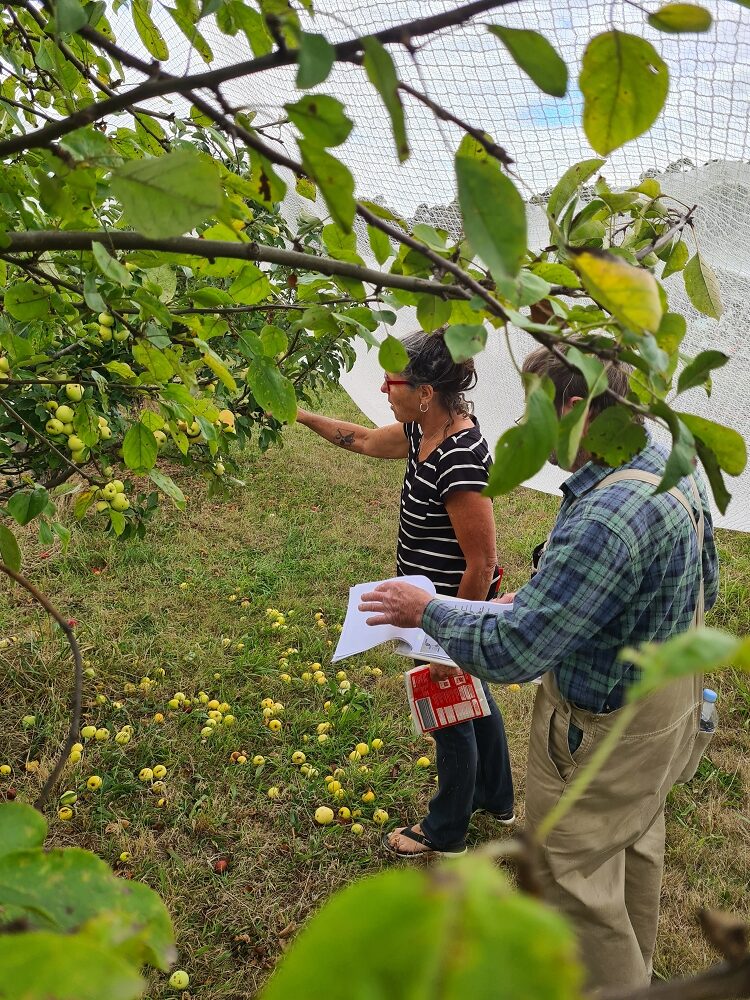 Katie and Bernie collecting apples in the Heritage Block