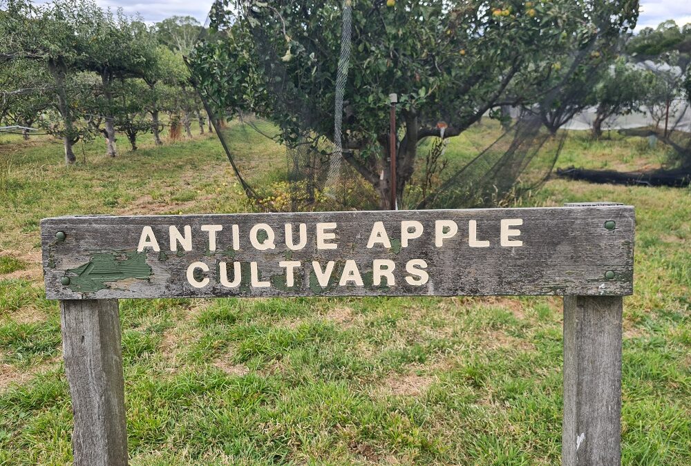 A visit to Petty’s Heritage Apple Orchard