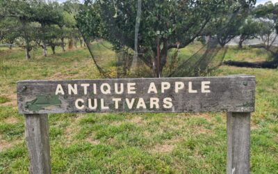 A visit to Petty’s Heritage Apple Orchard