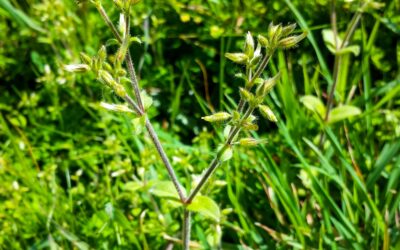 What’s the best way to control weeds under fruit trees?