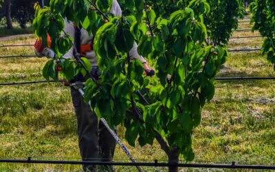 Preparing your fruit trees for fire season
