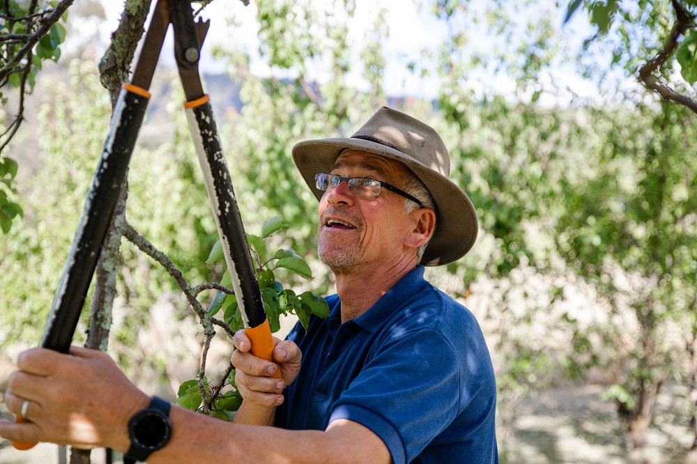 Hugh loppers looking up-1000x666 Man in a blue tshirt and hat pruning a tree with loppers and looking up