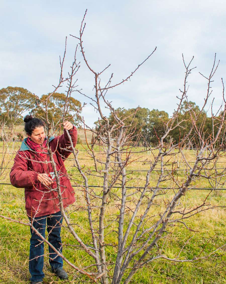 Katie pruning plum tree winter low qual-900x1131