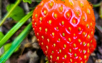 How to grow strawberries (that taste sweeter than shop bought)