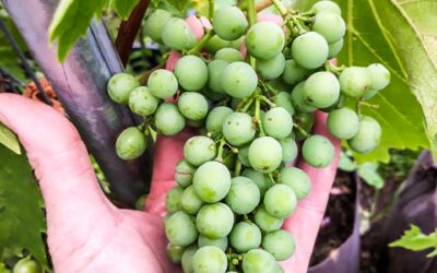 The essential guide to thinning grapes