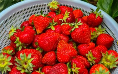 Grow strawberries successfully with the right care
