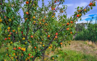 Growing fruit trees is a climate change solution