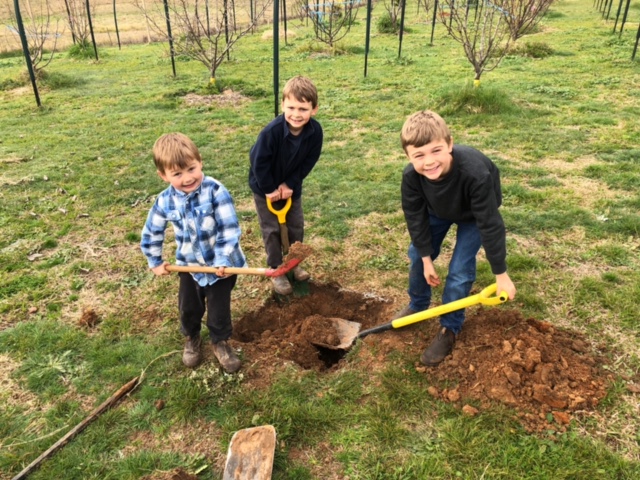 Three boys with shovels digging a hole in green grass