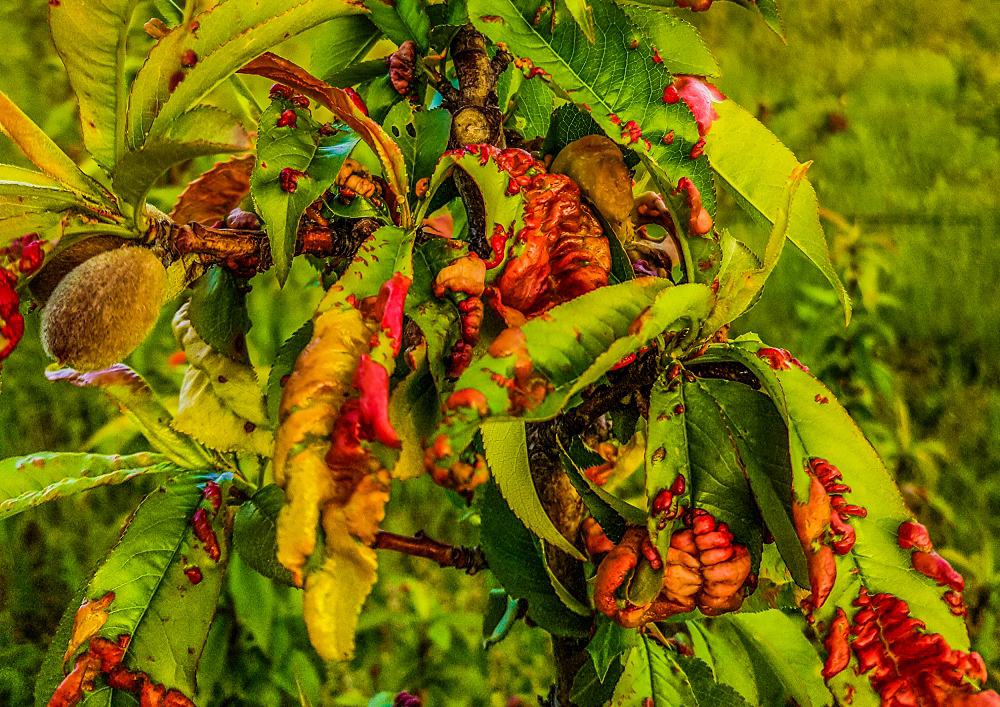 peach leaf curl fruit bright crop