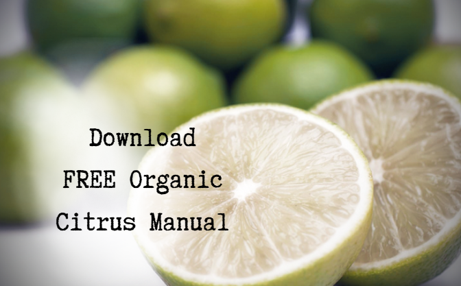 A cut lime in the foreground with some shiny green limes in the background. Superimposed over is the text Download FREE organic citrus manual