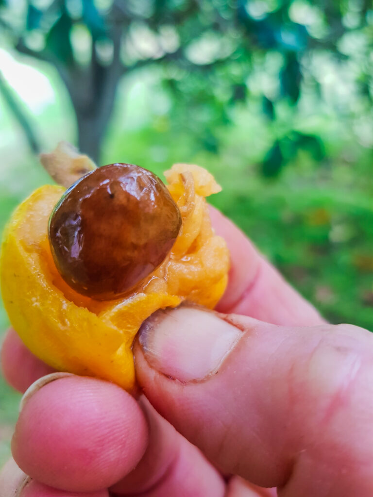 A sweet, juicy loquat with its large seed