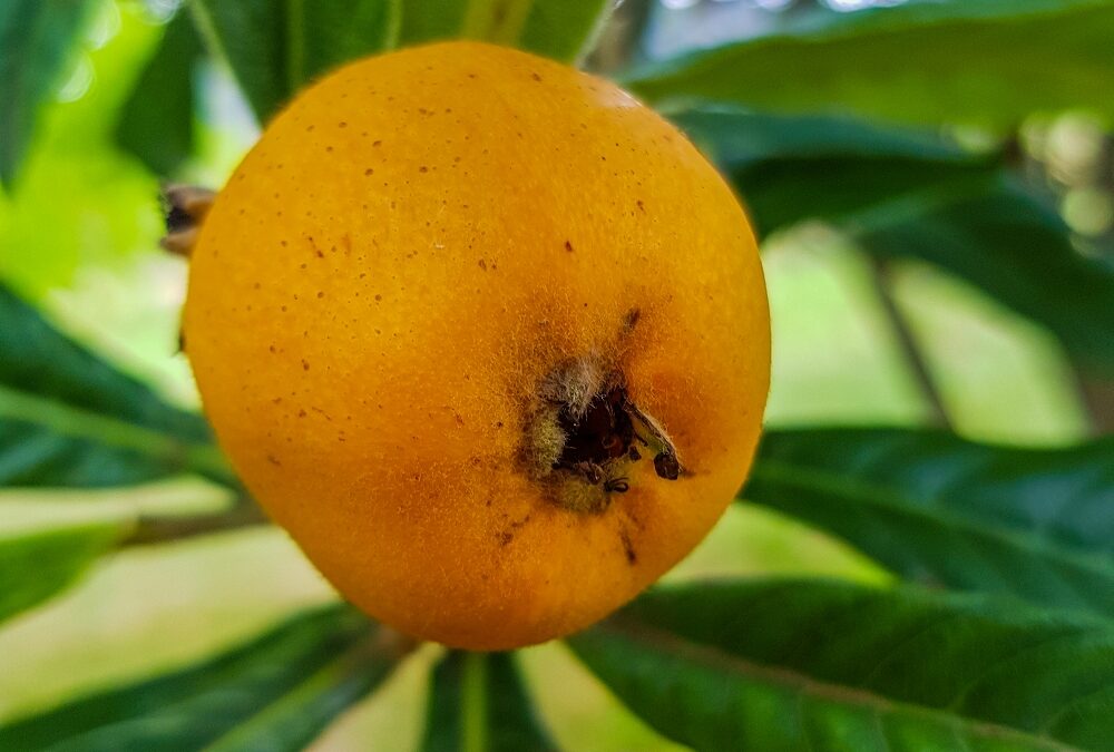 The benefits of a loquat tree (and 5 delicious recipes)