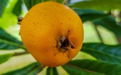 The benefits of a loquat tree (and 5 delicious recipes)